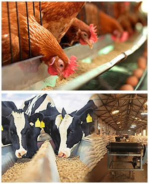poultry and livestock farm